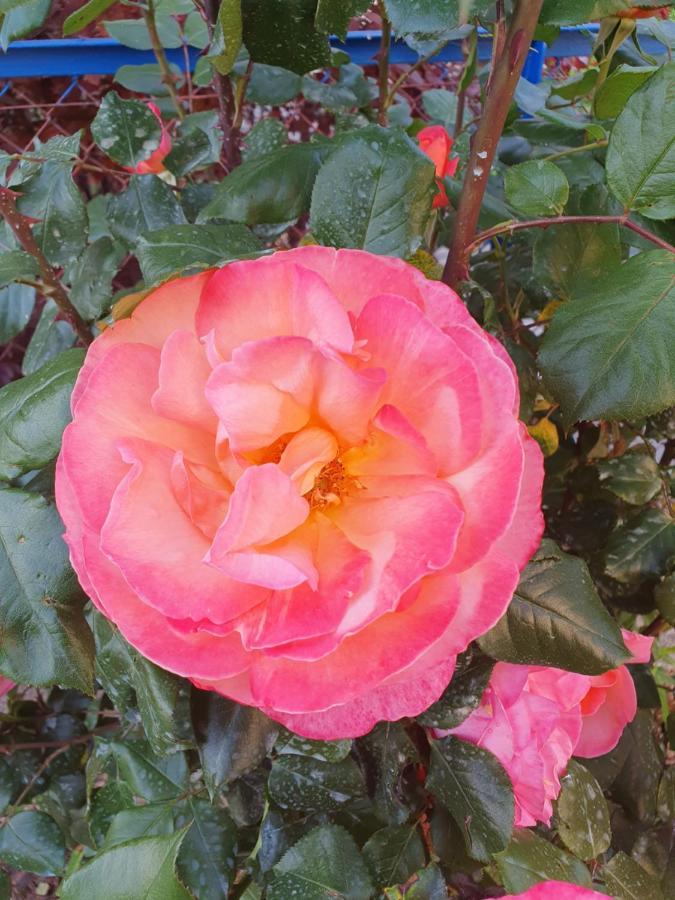 Bed And Breakfast Les Roses Multicolores Du 47 Fumel Exteriér fotografie